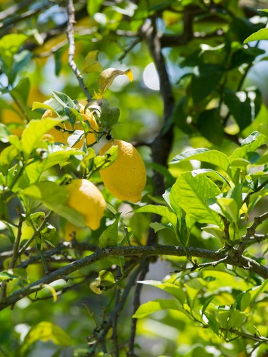 Lemon tree - garden detail