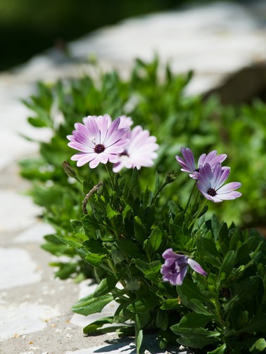 Purple and white daisies - garden detail