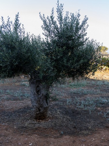 Olive tree on property